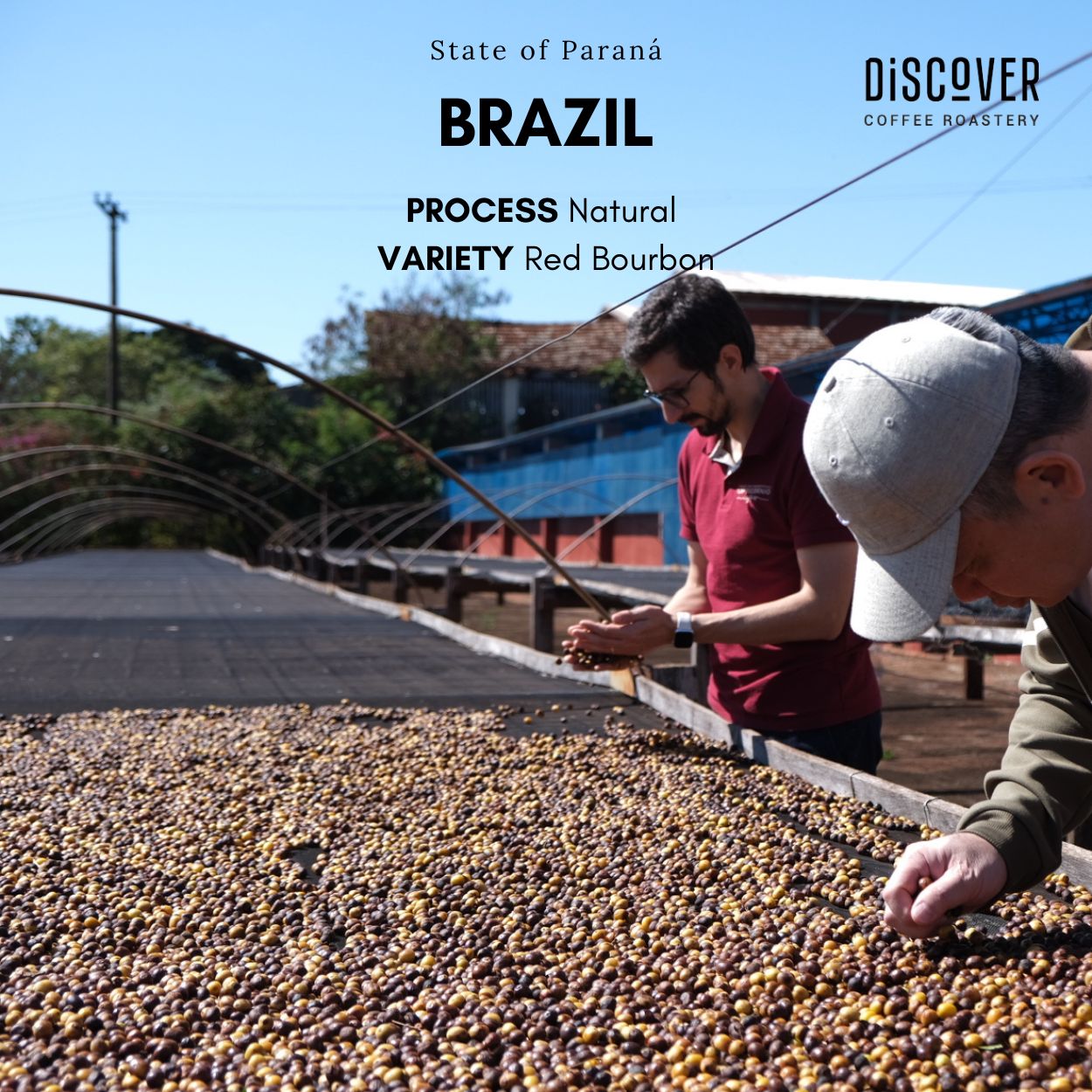 Jacarezinho | Red Bourbon Natural