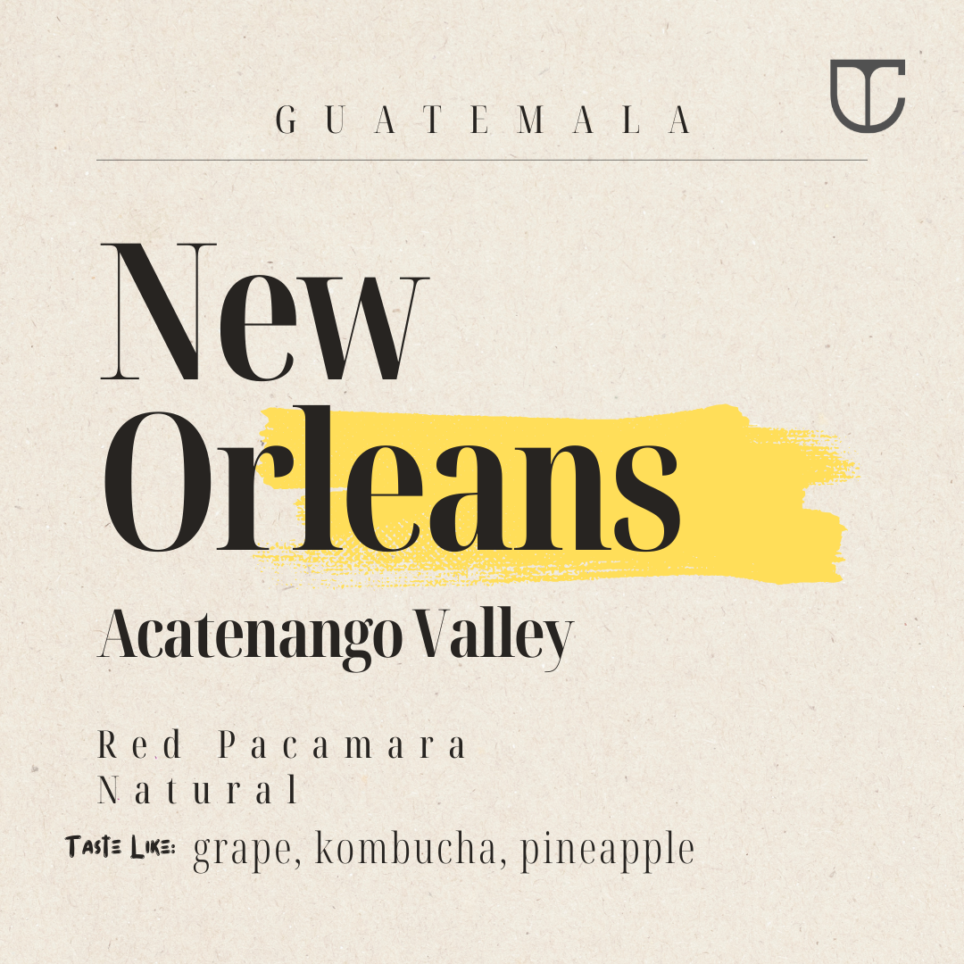 Guatemala Santa Felisa New Orleans | Red Pacamara Natural