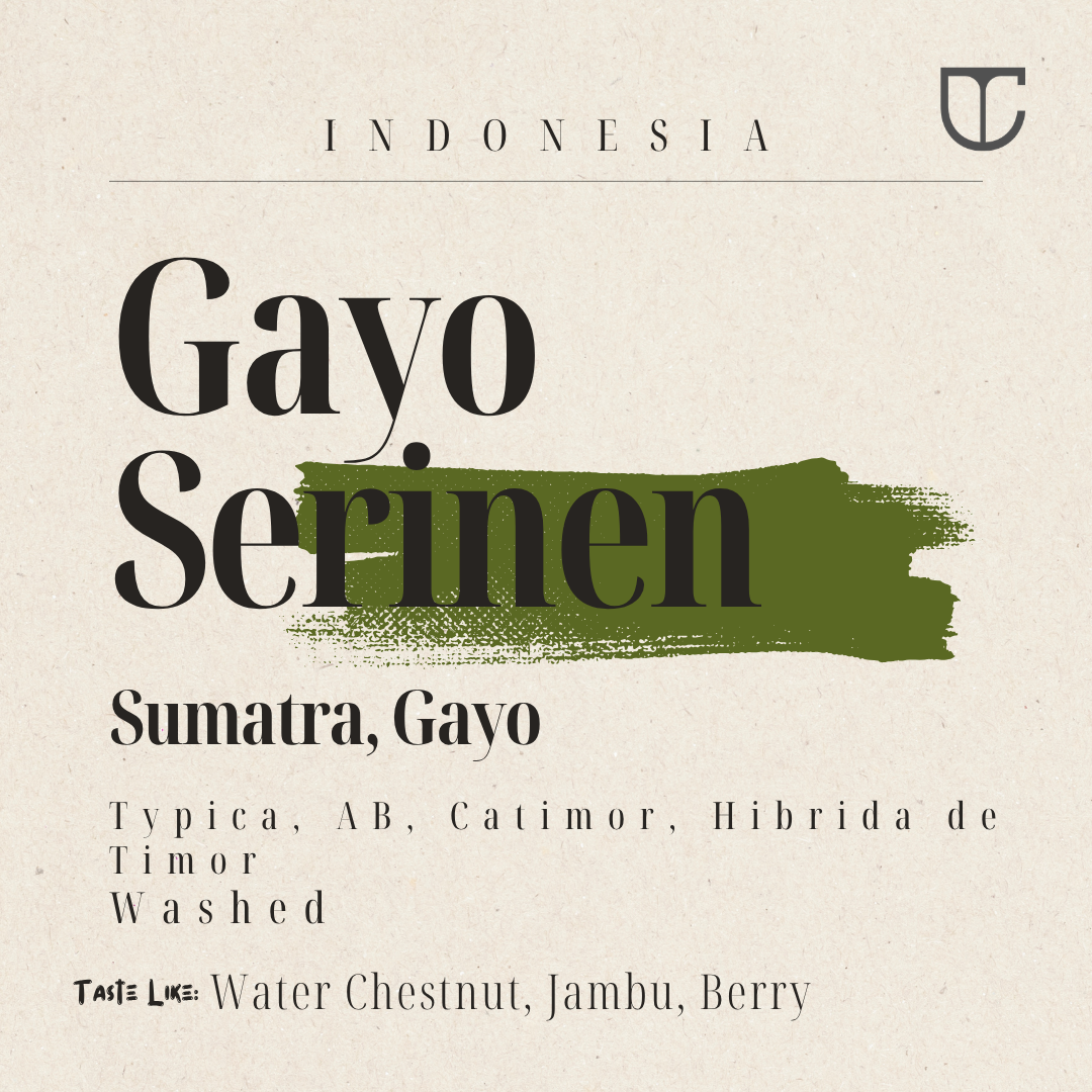 Gayo Serinen | Ttypica, AB, Catimor, Hybrid De Timor Washed